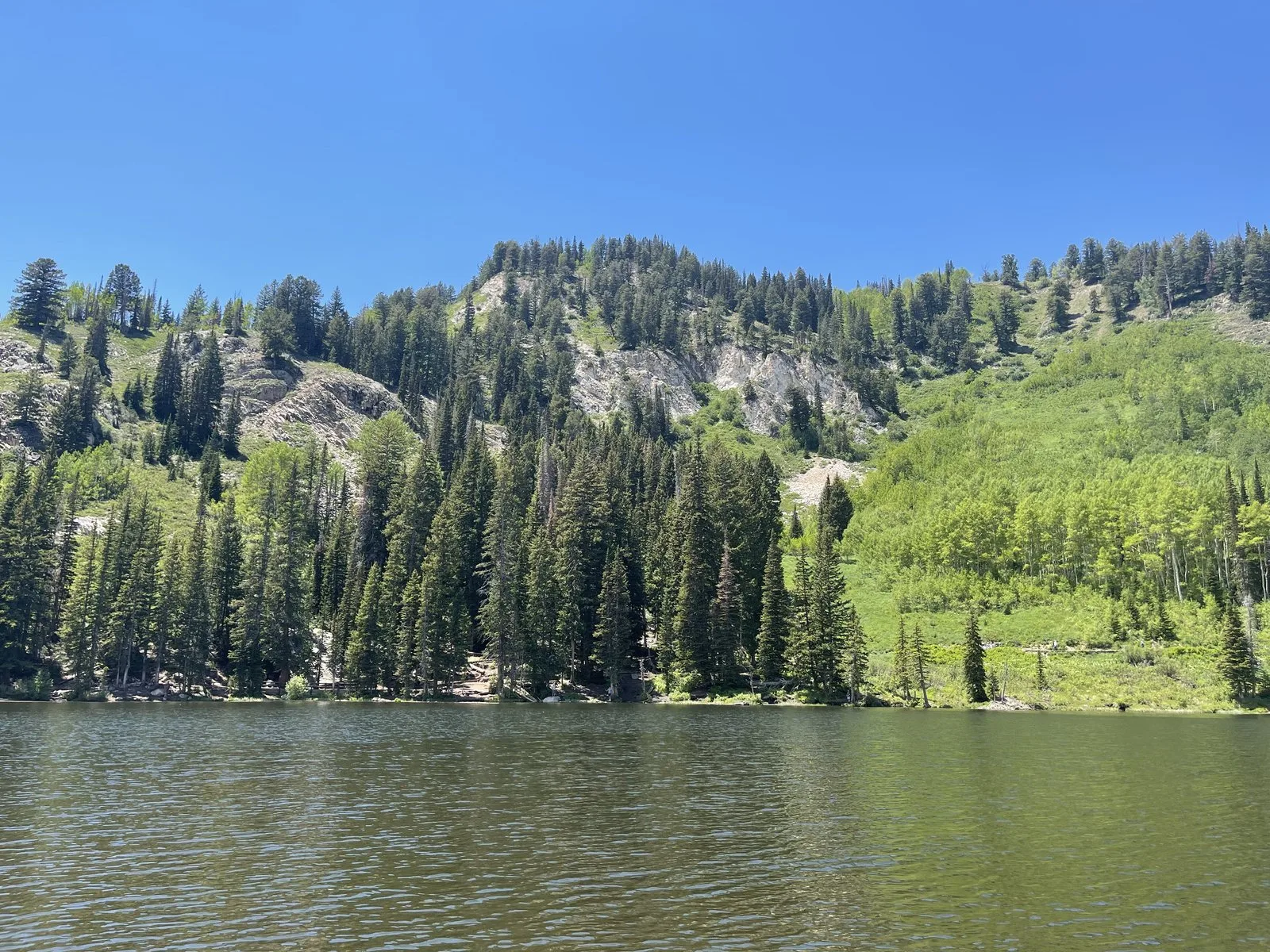 Alpine lake below a pine slope