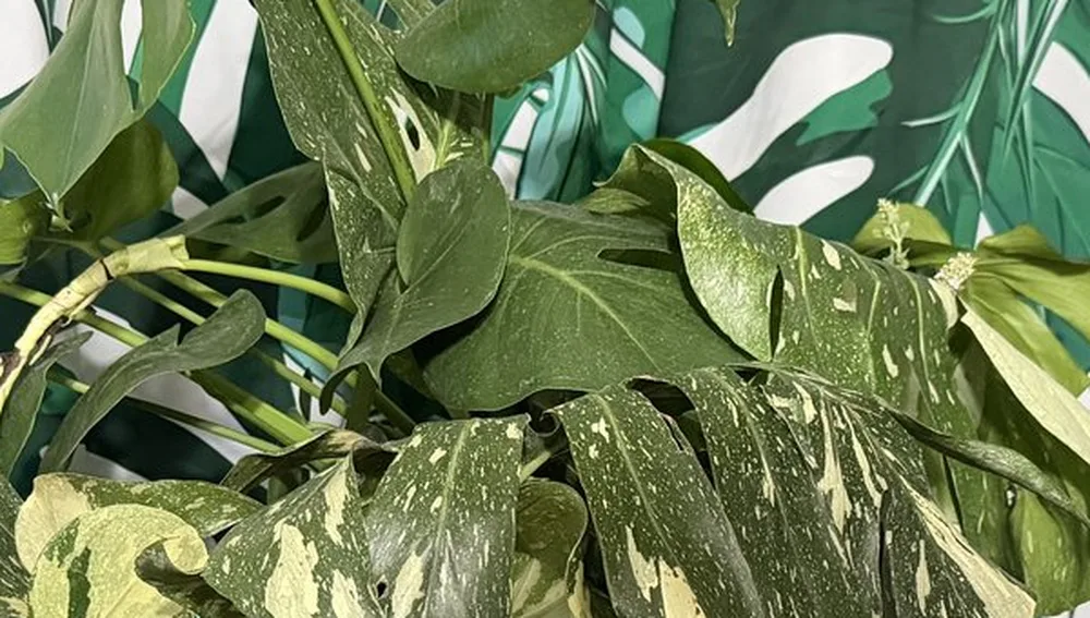 Variegated monstera leaves