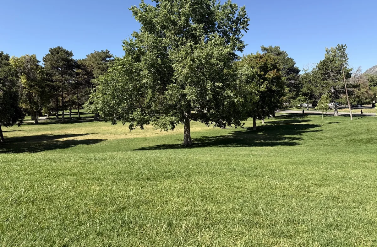 A broad tree on a mown park lawn