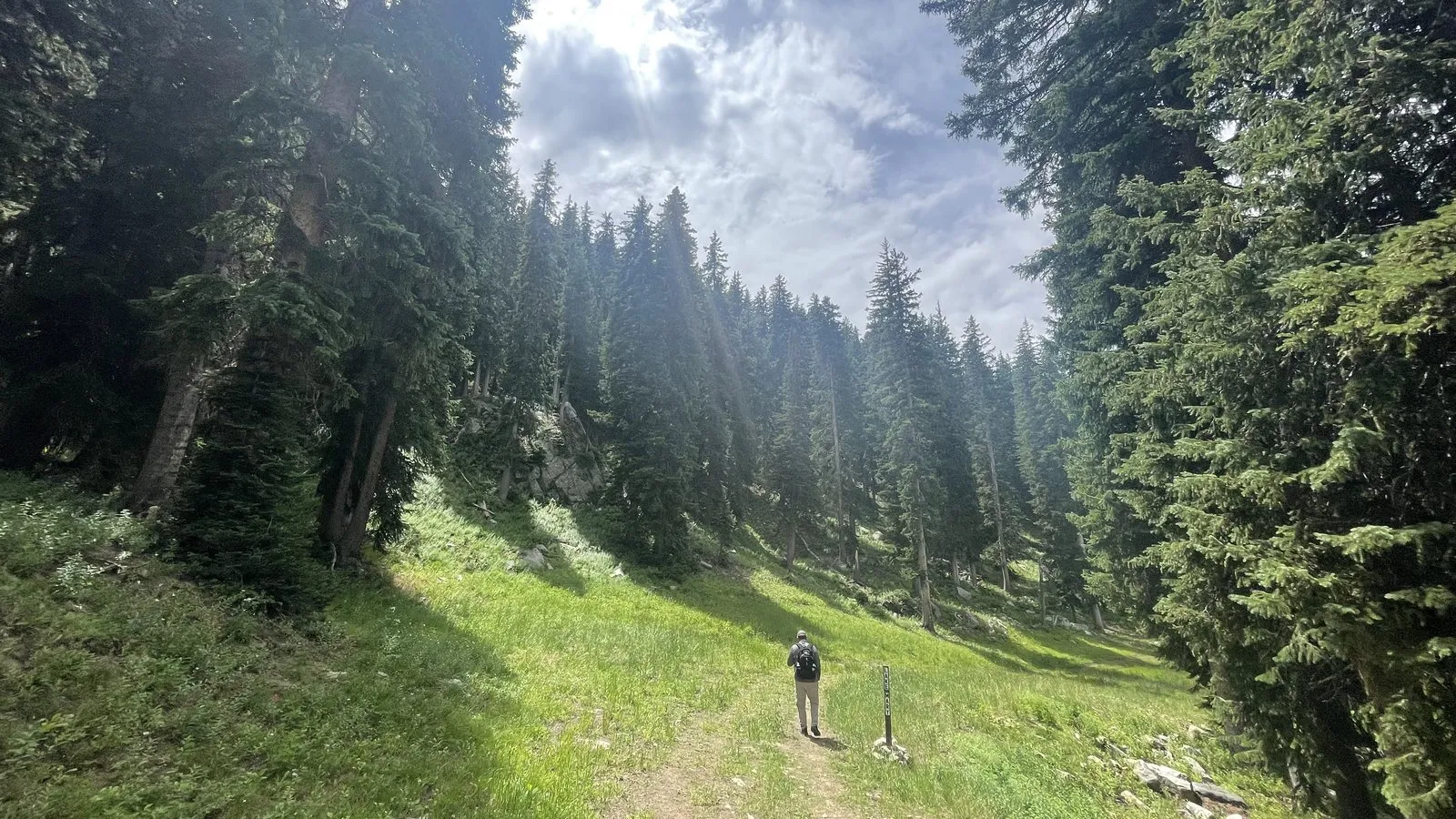 A trail climbing through tall pines